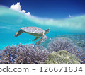 Sea turtles swimming in the blue waters of the coral reef and blue sky 126671634