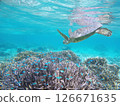 Sea turtles swimming in the blue waters of the coral reef 126671635