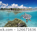Sea turtles swimming in the blue waters of the coral reef and blue sky 126671636