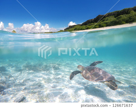 海龜在藍色的海和沙灘中游泳 126671637