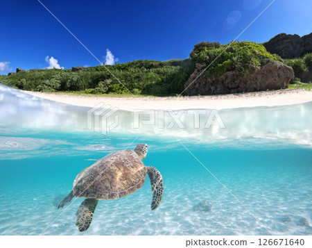 海龜在藍色的海和沙灘中游泳 海龜在藍色的海和沙灘中游泳 126671640