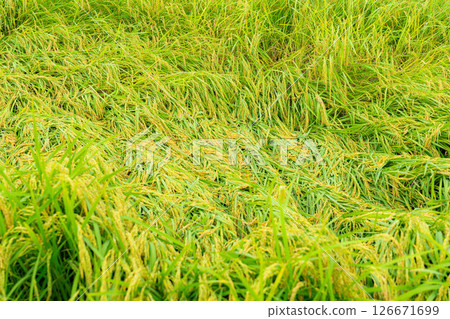 [Agricultural damage] Fallen rice [Nagano Prefecture] 126671699