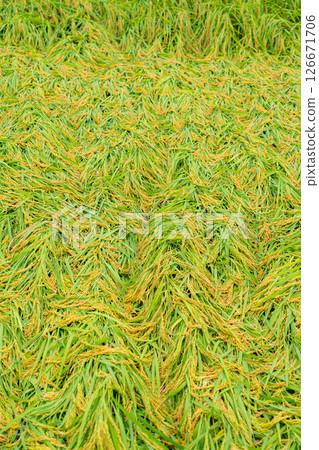 [Agricultural damage] Fallen rice [Nagano Prefecture] 126671706