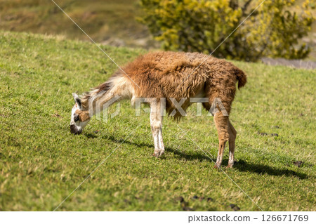 Alpaca at Alpe di Siusi in Southtyrol, Italy 126671769