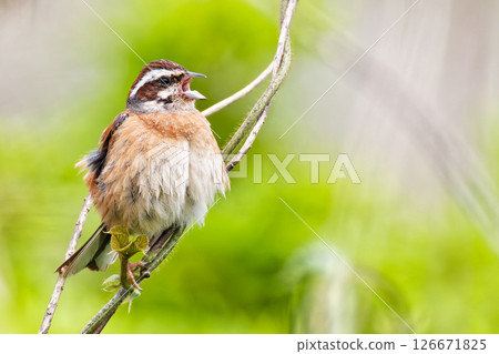 一隻雌性白喉雀在唱歌 126671825