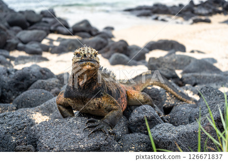 Marine iguana on rocks at Puerto Villamil beach, Galapagos, Ecuador 126671837