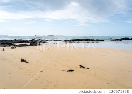 Marine iguana on the sandy shores of Isabela Island, Galapagos Archipelago, Ecuador 126671838