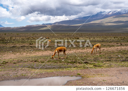 Vicunas Grazing in the Plains of Peru Majestic Mountains 126671856