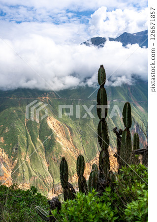 Colca Canyon with cactus in the mist, Peru Colca Canyon with cactus in the mist, Peru 126671857