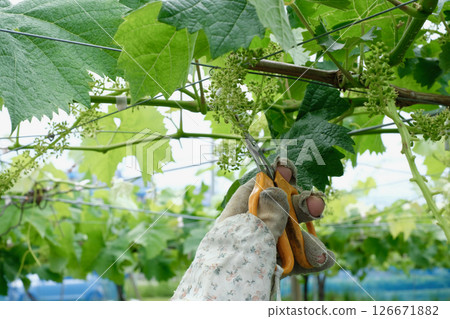 A farmer pruning young grape clusters (thinning) 126671882