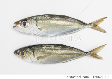 Stock photo of two horse mackerel, also known as golden-eyed horse mackerel Stock photo of two horse mackerel, also known as golden-eyed horse mackerel 126671908