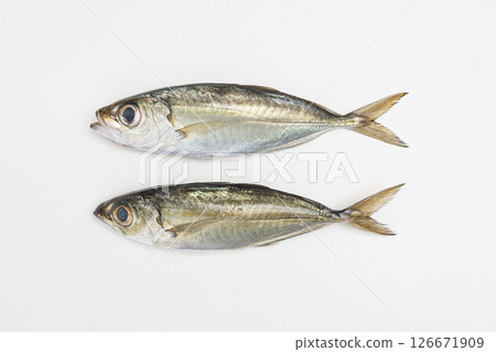 兩隻竹莢魚（又稱金眼竹莢魚）的庫存照片 126671909