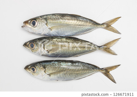 三條竹莢魚,亦稱為金眼竹莢魚, 庫存照片 三條竹莢魚,亦稱為金眼竹莢魚, 庫存照片 126671911