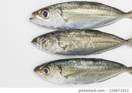 Stock photo of a fish called horse mackerel, also known as golden-eyed horse mackerel Stock photo of a fish called horse mackerel, also known as golden-eyed horse mackerel 126671912