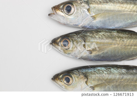 Stock photo of a fish called horse mackerel, also known as golden-eyed horse mackerel Stock photo of a fish called horse mackerel, also known as golden-eyed horse mackerel 126671913