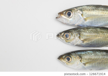 Stock photo of a fish called horse mackerel, also known as golden-eyed horse mackerel 126671914