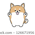 Chubby Shiba Inu raising both hands 126671956