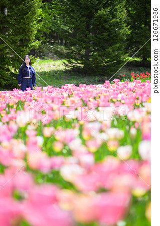 A young woman sightseeing in a tulip field 126671986