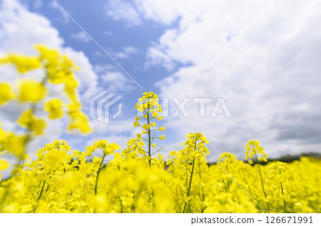 強姦在盛開的花田 126671991