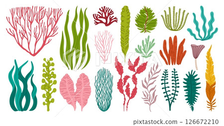 Seaweeds and corals or sea algae and underwater plants, vector cartoon set. Ocean seaweeds and tropical undersea algae and kelp of laminaria leaf and green aquatic plants or seagrass and moss 126672210