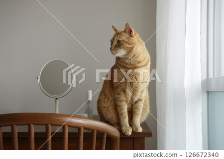 Daily scenery of cat parent and child 126672340
