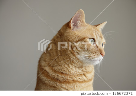 Daily scenery of cat parent and child 126672371