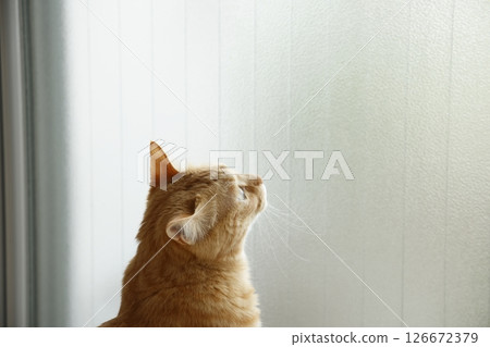 貓親子日常風景 126672379