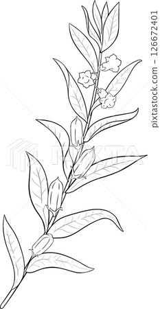 Sesame Branch with Flowers and Leaves Outline Illustration. 126672401