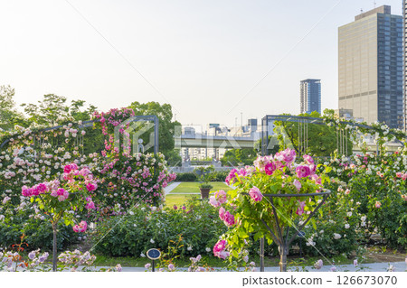 Nakanoshima Park Rose Garden in full bloom Nakanoshima Park Rose Garden in full bloom 126673070