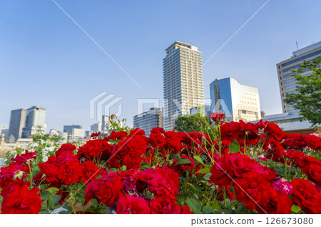 Nakanoshima Park Rose Garden in full bloom 126673080