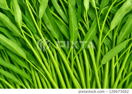 AI generated top view of fresh water spinach with dew drops in daylight clean and vibrant showing natural freshness ideal for food and health concepts 126673082