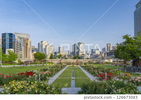 中之島公園玫瑰園盛開 126673083