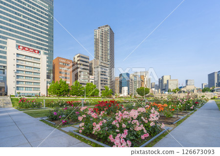 中之島公園玫瑰園盛開 126673093