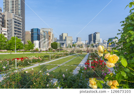 Nakanoshima Park Rose Garden in full bloom 126673103