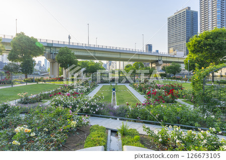 Nakanoshima Park Rose Garden in full bloom Nakanoshima Park Rose Garden in full bloom 126673105