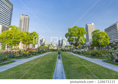 Nakanoshima Park Rose Garden in full bloom Nakanoshima Park Rose Garden in full bloom 126673115