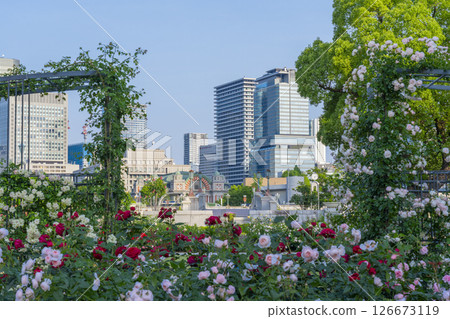 Nakanoshima Park Rose Garden in full bloom Nakanoshima Park Rose Garden in full bloom 126673119