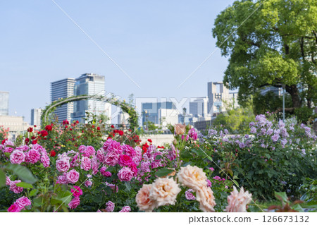 中之島公園玫瑰園盛開 126673132
