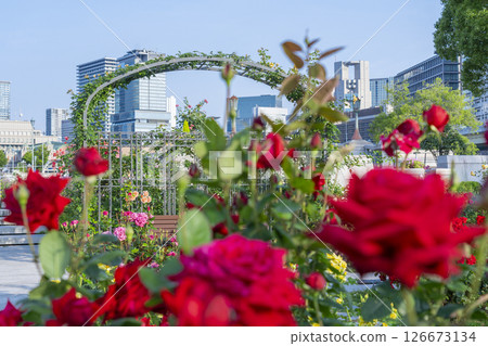 中之島公園玫瑰園盛開 126673134