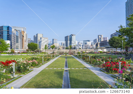 中之島公園玫瑰園盛開 中之島公園玫瑰園盛開 126673140