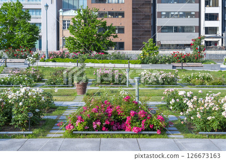 中之島公園玫瑰園盛開 126673163