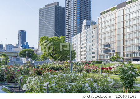 Nakanoshima Park Rose Garden in full bloom 126673165