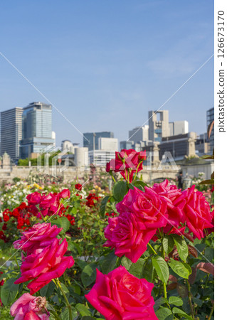 中之島公園玫瑰園盛開 126673170