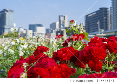 中之島公園玫瑰園盛開 126673171