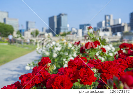 中之島公園玫瑰園盛開 126673172