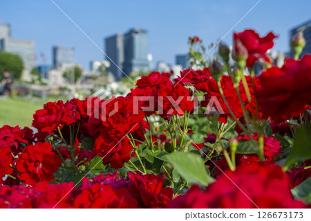 中之島公園玫瑰園盛開 126673173