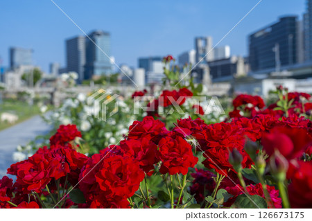 Nakanoshima Park Rose Garden in full bloom 126673175