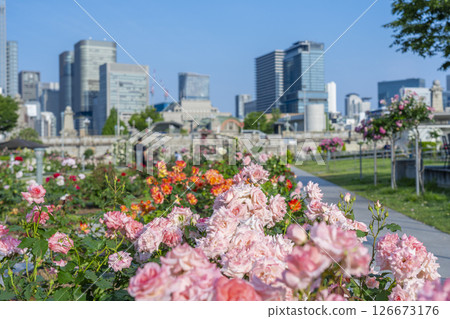Nakanoshima Park Rose Garden in full bloom 126673176
