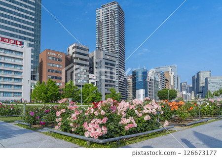 中之島公園玫瑰園盛開 126673177