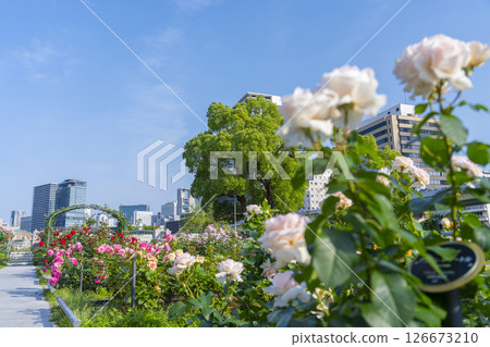 中之島公園玫瑰園盛開 126673210